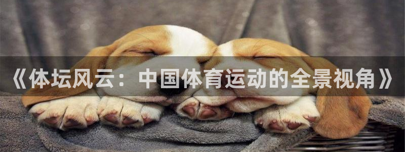 逐梦国际登录