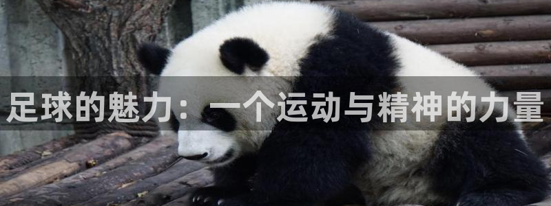 逐梦国际体育合法嘛