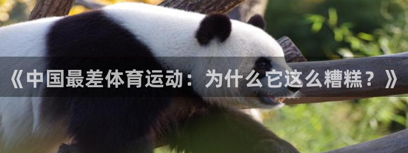 逐梦国际招商
